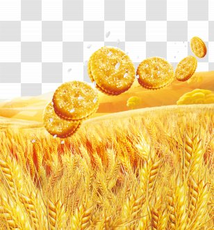 Breakfast Cereal Wheat Oat Biscuit Cookie - Staple Food - Golden Crackers Transparent PNG