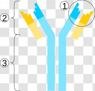 Immunoglobulin M Antibody G Antigen A - Eosinophil Transparent PNG