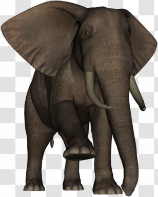 Indian Elephant African Wildlife Elephantidae Terrestrial Animal - India - Dieren Transparent PNG
