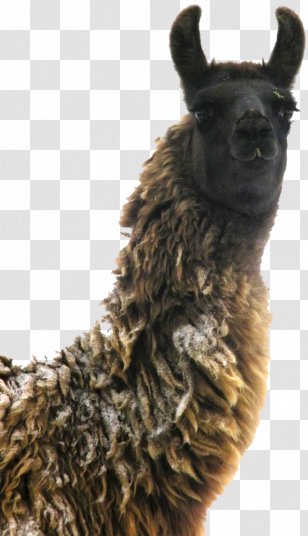 Llama Dog Breed Snout Fur - Llamas Transparent PNG