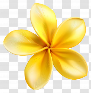 Plumeria Flower - Yellow Plumeria Flower With Soft Petals Transparent PNG