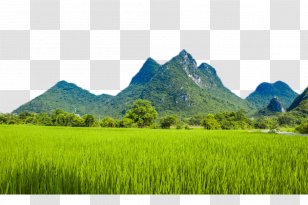Conghua District Farm Agriculture Rural Tourism Crop - Stay - Mountain Paddy Fields Transparent PNG