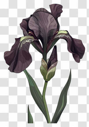 Iris - Black Iris Flower Transparent PNG