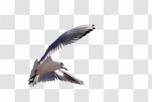 Gulls Wader Fauna Beak Feather - Bird - Flying Seagull Transparent PNG
