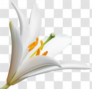 Desktop Wallpaper Lily Clip Art Flower - Flowering Plant Transparent PNG