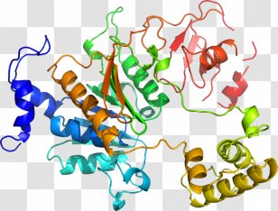 Organism Human Behavior Line Clip Art Transparent PNG