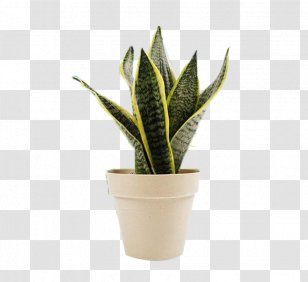 Vipers Bowstring Hemp Houseplant Flowerpot - Sansevieria - Tiger Piran Pot Transparent PNG