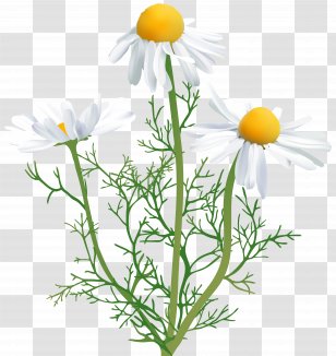 Common Daisy Chamomile Oxeye Clip Art - Camomile Transparent PNG