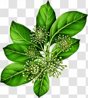 Tupelo Honey Cafe Cuisine Of The Southern United States Flower Tree - Menu - Tea Leaves Transparent PNG
