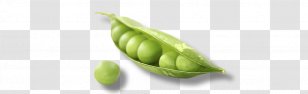Pea Legume Fruit Natural Foods Plant - Snap Pigeon Transparent PNG