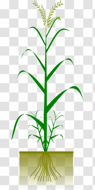 Cereal Maize Crop Dracaena Fragrans Clip Art - Baby Corn - Barley Grains Transparent PNG