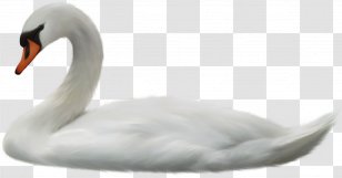 Cygnini Clip Art - Data Compression - Ducks Geese And Swans Transparent PNG