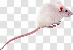 Computer Mouse Rat Rodent - Tail - Mouse, Image Transparent PNG