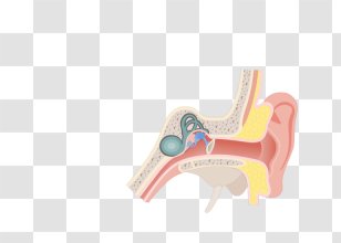 Middle Ear Conditions Chart Pharynx Eustachian Tube - Frame Transparent PNG