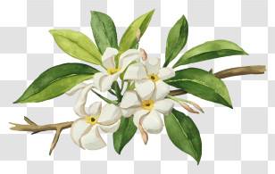 Cartoon - White Flowers And Green Leaves Illustration Transparent PNG