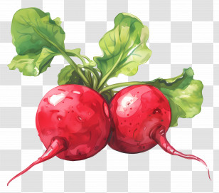 Radish - Bright Red Radishes With Green Leaves Transparent PNG