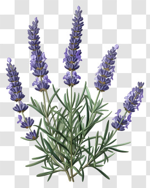Lavender - Realistic Lavender Plant Illustration With Purple Flowers Transparent PNG