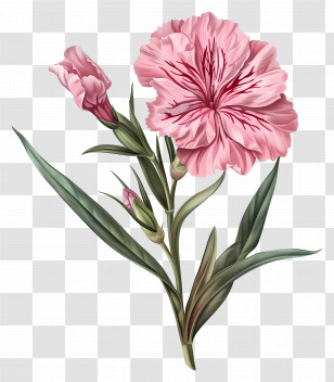 Dianthus Flower - Pink Carnation Flower Illustration Transparent PNG