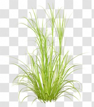 Pennisetum Alopecuroides Ornamental Grass Purple Fountain Japanese 