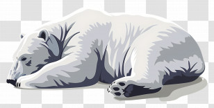 Polar Bear - Illustration Of A Resting Polar Bear Transparent PNG