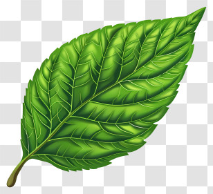 Leaf - Single Green Leaf Detailed Botanical Illustration Transparent PNG