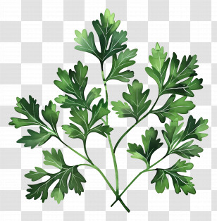 Parsley Leaves - Fresh Parsley Sprigs Illustration Transparent PNG