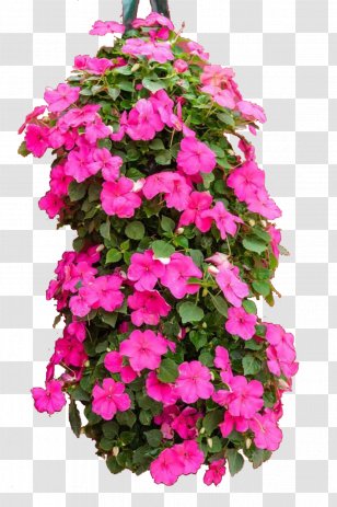 Impatiens Walleriana Balsamina Stock Photography - Touchmenot - Beautiful Plants Transparent PNG