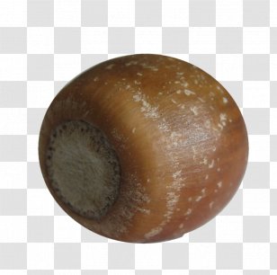 Oak Acorn Clip Art - Leaf - Snails And Slugs Transparent PNG