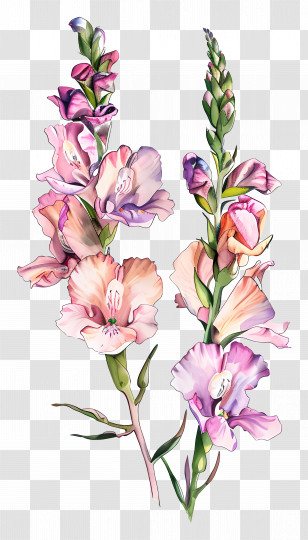 Snapdragon Flowers - Pink Gladiolus Flowers Blooming Stalks Transparent PNG