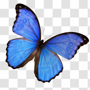 Monarch Butterfly Transparent PNG