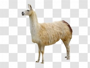 Llama Animal Domestication Bactrian Camel - Terrestrial - Goats Transparent PNG