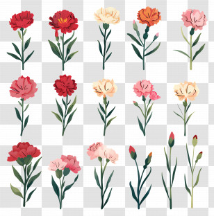 Carnations - Collection Of Carnation Flowers Watercolor Illustration Transparent PNG