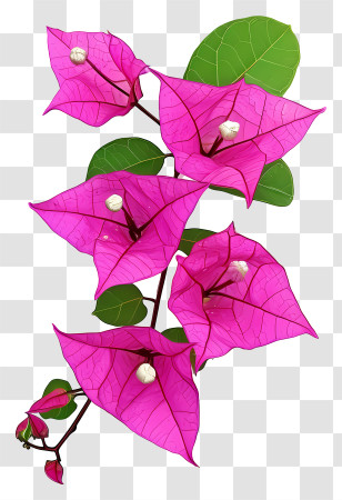 Bougainvillea Flower - Pink Bougainvillea Flowers In Bloom Transparent PNG