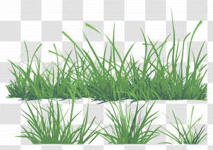 Lawn Grass - Lush Green Grass Illustration Transparent PNG