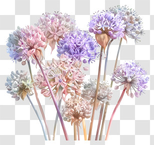 Allium Giganteum Flowers - Pastel Colored Flowers In Bloom Transparent PNG