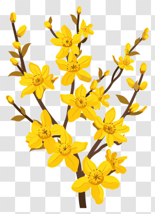 Forsythia Flower - Yellow Flowering Branch Botanical Illustration Transparent PNG