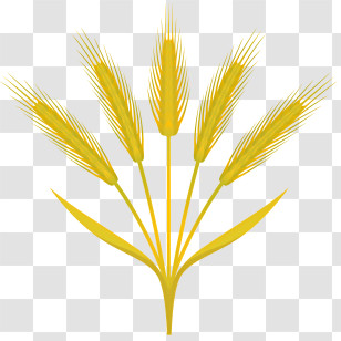 Lotus Flower - Golden Wheat Stalks Illustration Transparent PNG