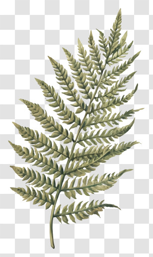 Fern Leaf - Green Fern Leaf Transparent PNG