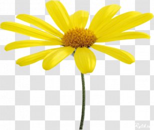 Flower Yellow Oxeye Daisy - Rar Transparent PNG