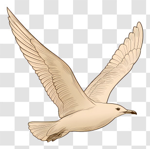 Seagull In Flight - Flying Bird Illustration Transparent PNG