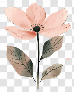 Pink Flower - Delicate Pink Flower Illustration Transparent PNG