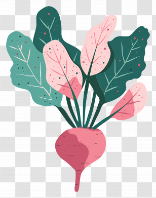 Beetroot - Cartoon Radish With Green Leaves Transparent PNG