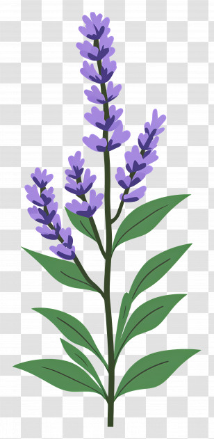 Lavender Flower - Purple Lavender Plant Traditionally Illustrated Transparent PNG