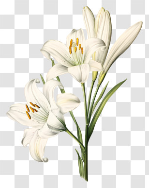 Lilies - White Lily Flowers Botanical Illustration Transparent PNG