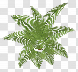 Tree Plan - Green Fern Plant Transparent PNG