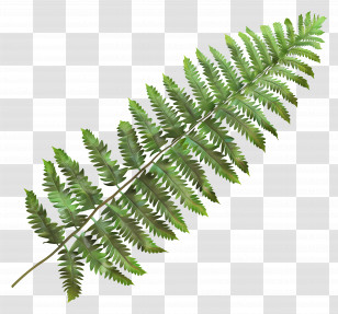 Fern Leaf - Fern Frond Leaf In Detail Transparent PNG