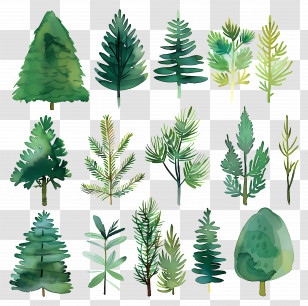 Evergreen Boughs - Watercolor Green Trees And Branches Illustration Transparent PNG
