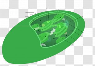 Chlorophyll Chloroplast Thylakoid Photosynthesis Plastid - Granum - Compatibility Transparent PNG