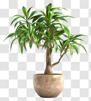 Dracaena - Indoor Potted Tree With Green Foliage Transparent PNG