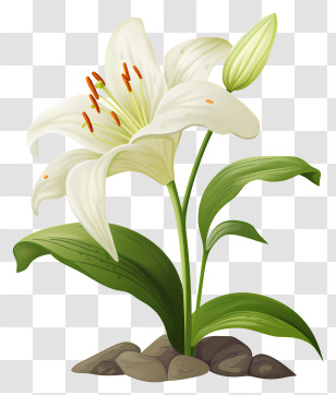 White Lily - White Lily Flower Illustration Transparent PNG
